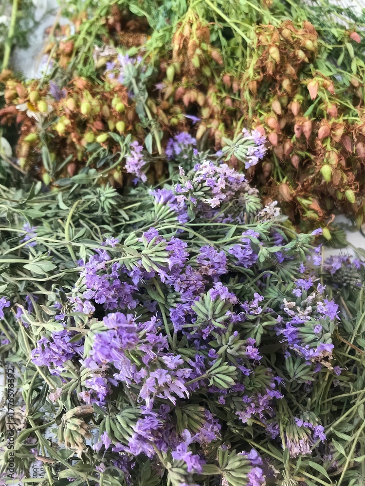Obraz premium vibrant purple lavender bunches mingled with golden dried seed pods in fresh herbal harvest closeup for wellness wallpaper or aromatic editorial background