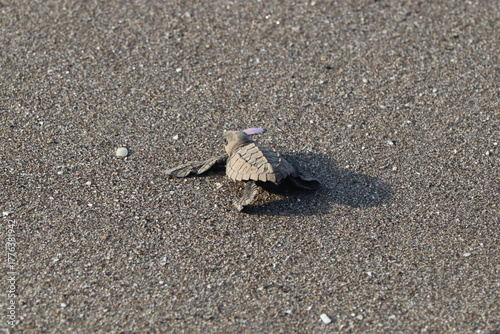 Photos Turtle Hatchling