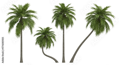 Realistic Tropical Palm Trees Vector Set - Isolated Coconut Tree Collection