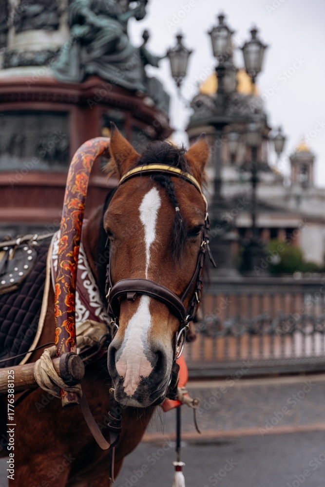 Obraz premium Close-up of a harnessed carriage horse's face, displaying a calm and gentle expression against a blurred urban architectural background