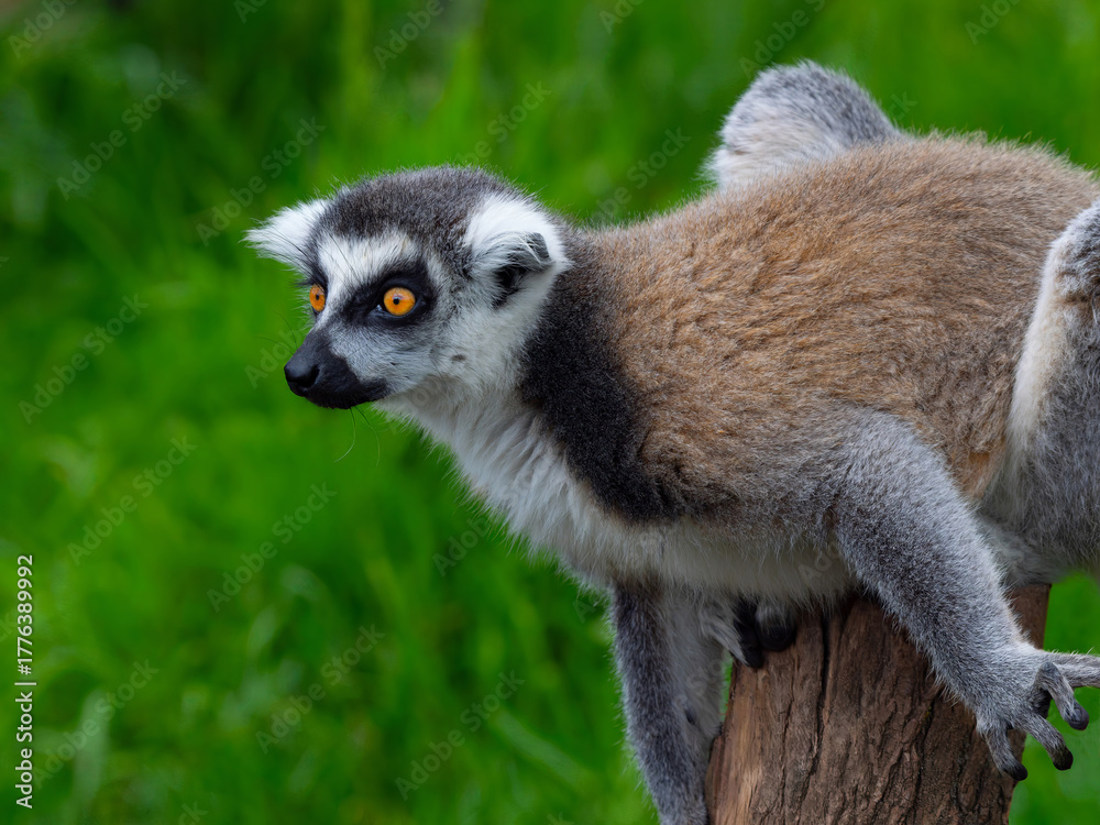 Obraz premium portrait of a lemur on a green background