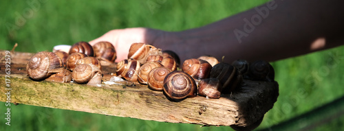 Breeding grape snails