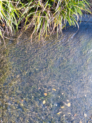 Leaves in a stream