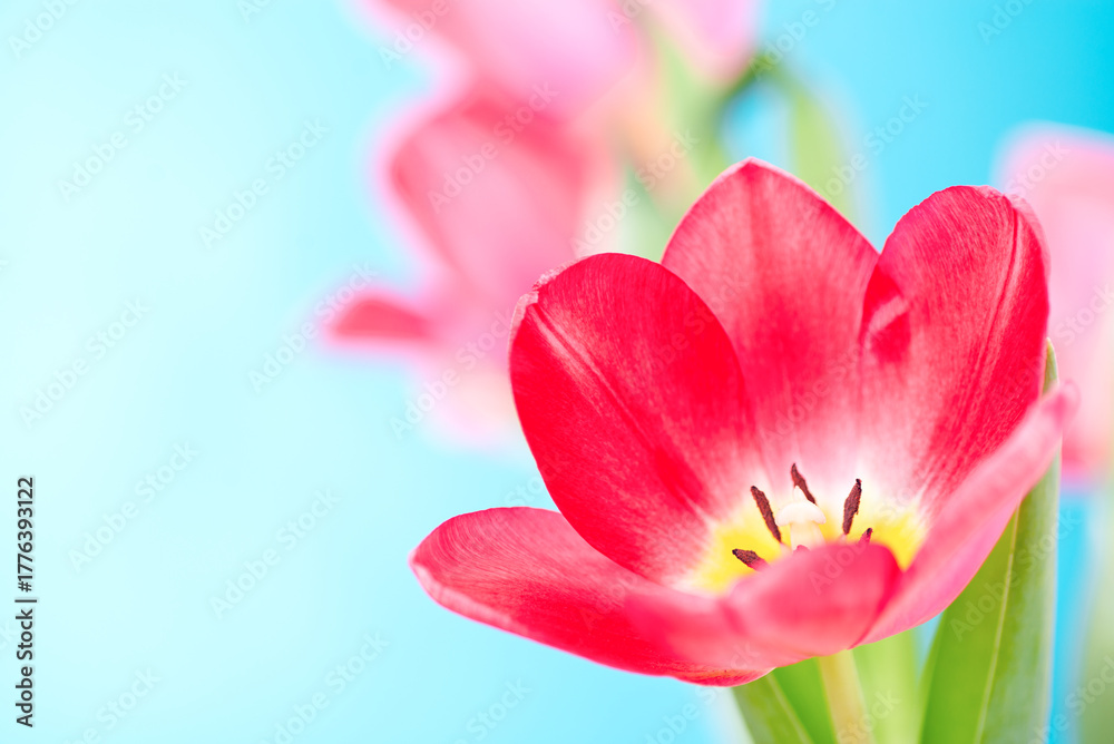 Fototapeta premium Pink tulip flower on a blue background