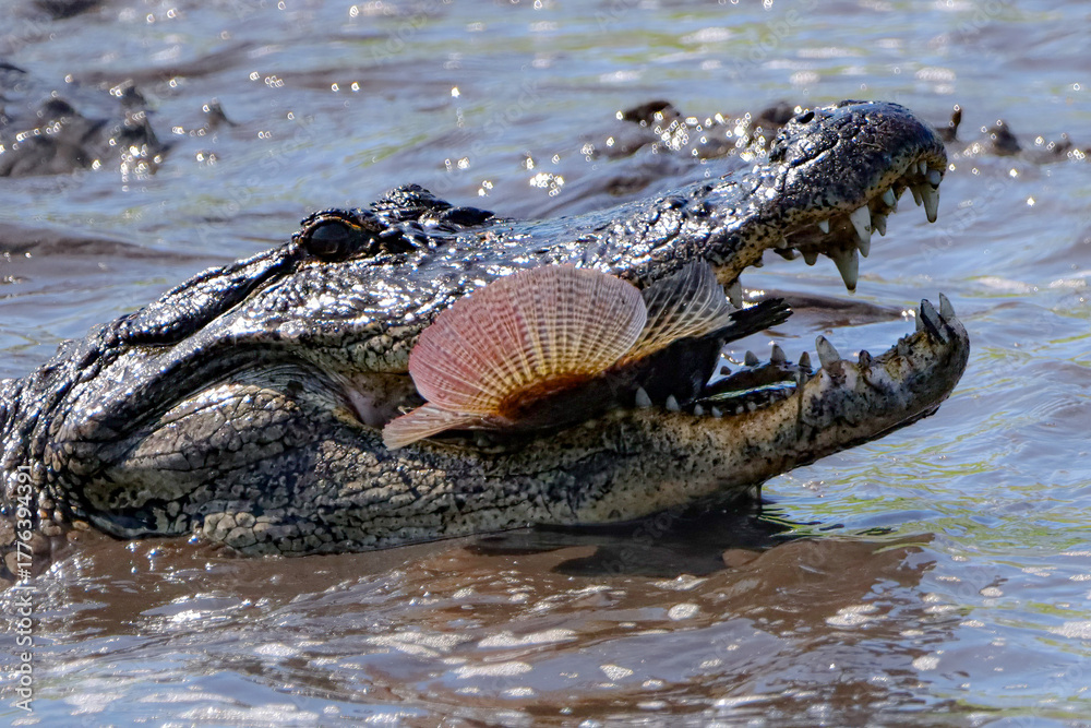 Fototapeta premium American Alligator with Fresh Tilapia Catch Colorful Fin 