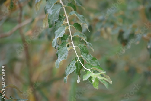 Close up of branch of Elaeagnus angustifolia, also known as russian olive or oleaser