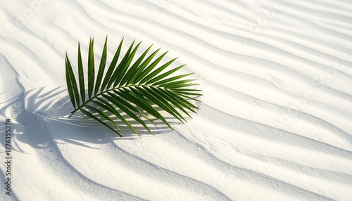 A Single Green Palm Leaf Casts a Shadow on Rippled White Sand Under Natural Sunlight