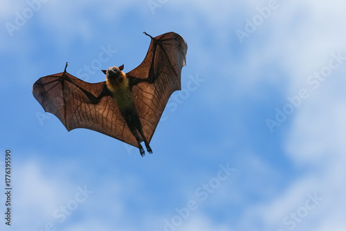 The flying fox, a fruit eater, is native to Southeast Asia.