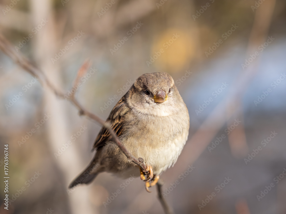 Fototapeta premium Sparrow sits on a branch without leaves.