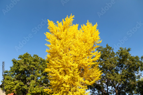 The charming ginkgo forest in autumn