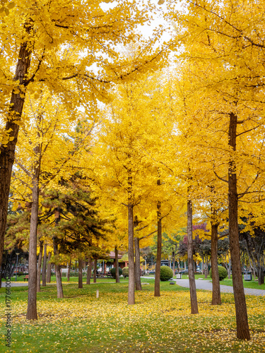 The charming ginkgo forest in autumn
