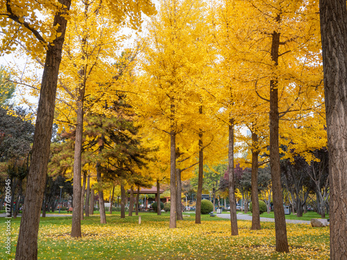The charming ginkgo forest in autumn
