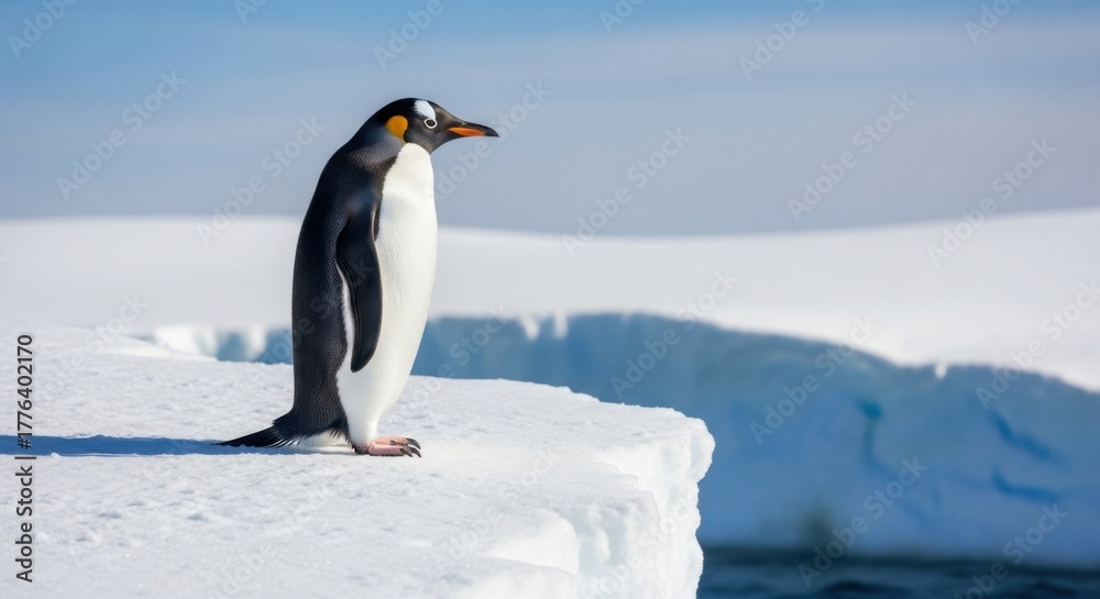 Naklejka premium A Solitary Royal Penguin Stands Watch on a Sunlit Antarctic Iceberg Edge.