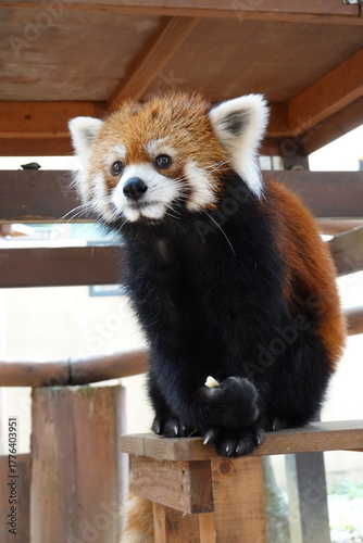 レッサーパンダ