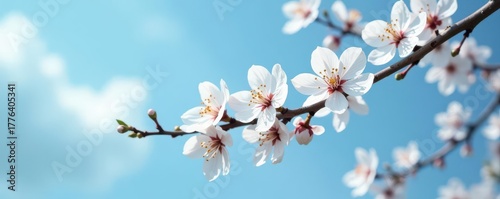 Delicate white blossoms on branch, ethereal blue sky , fresh, calm, flora