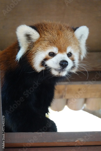 レッサーパンダ