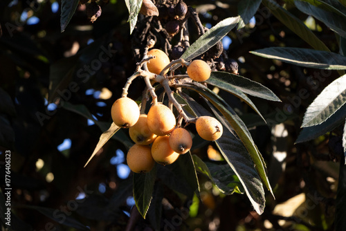 frutos de níspero maduros colgando en la rama del árbol en verano