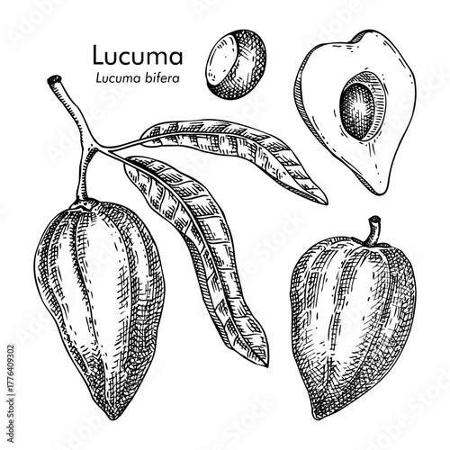 Lucuma - tropical plant sketches set. Exotic fruit hand drawn vector illustration. NOT AI generated
