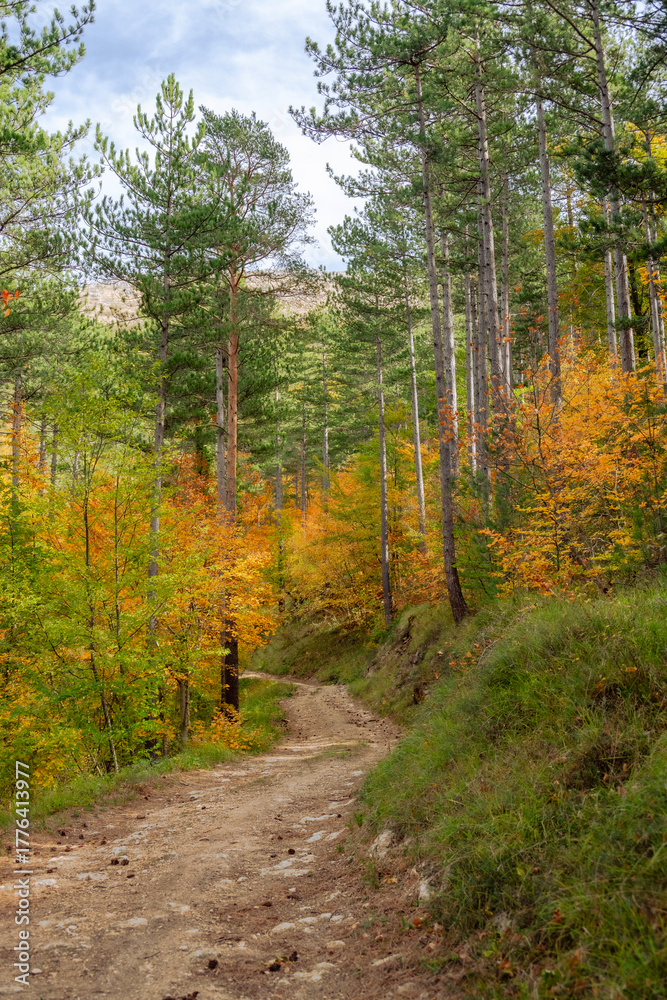 Fototapeta premium Grasse, Alpes-Maritimes, France. Couleurs d’automne éclatantes dans la forêt, lumière dorée et nature paisible au cœur des montagnes provençales.