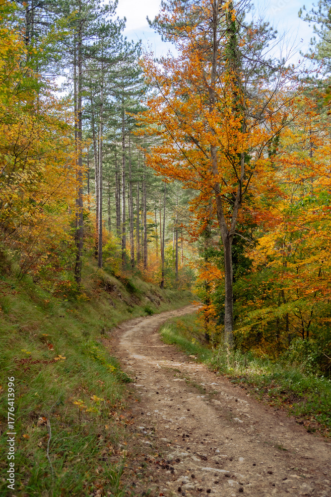 Fototapeta premium Grasse, Alpes-Maritimes, France. Couleurs d’automne éclatantes dans la forêt, lumière dorée et nature paisible au cœur des montagnes provençales.