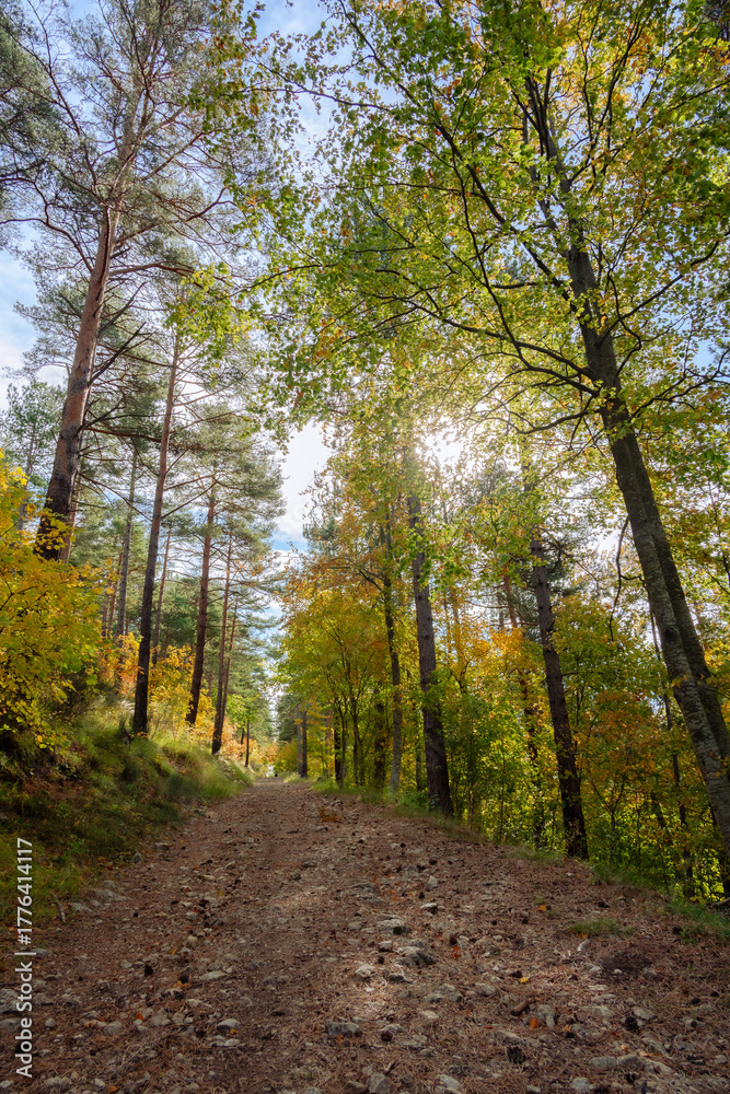 Fototapeta premium Grasse, Alpes-Maritimes, France. Couleurs d’automne éclatantes dans la forêt, lumière dorée et nature paisible au cœur des montagnes provençales.