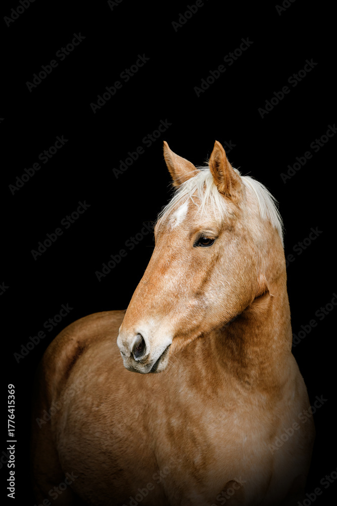 Obraz premium Elegant Kinsky horse portrait on black background, golden palomino warmblood with gentle expression and fine glossy coat