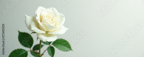 A pristine white rose, seemingly weightless, floats against a clean background , botanical, levitation, pastel