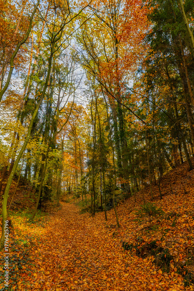 Obraz premium Autumn forest in Germany, in Bavaria