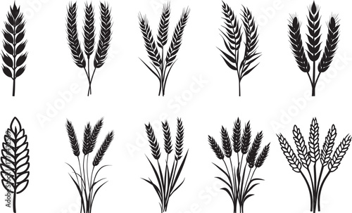 A collection of black and white wheat stalks and ears vector illustration