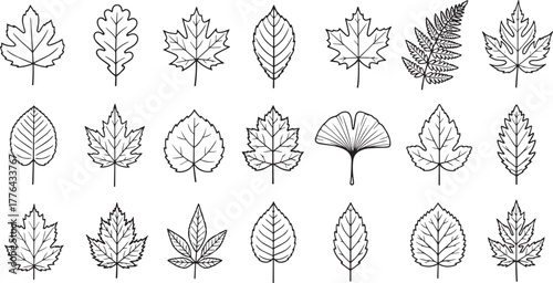 A collection of various leaf shapes and textures, including oak, maple, fern, and palm leaves.