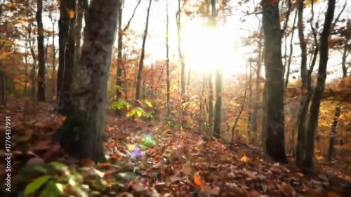 Autumn forest with sunlight filtering through colorful leaves  