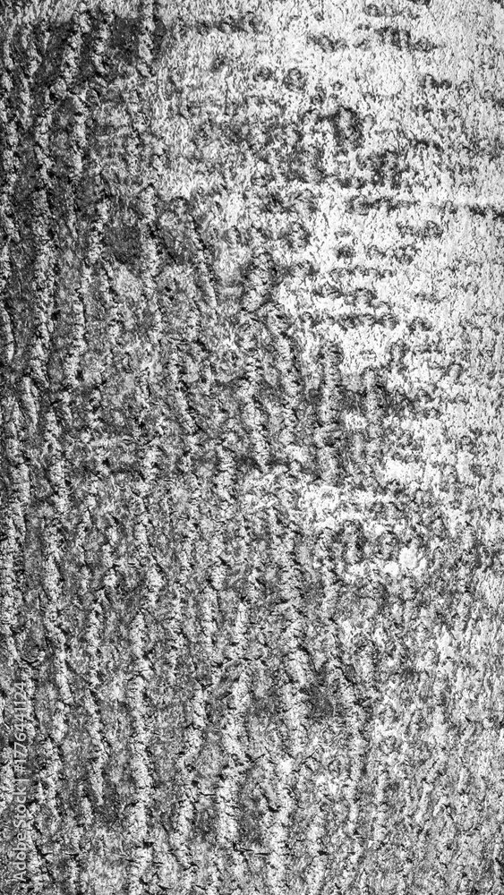 Fototapeta premium gray oak bark with visible details. background or texture