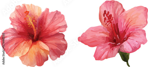 red hibiscus flower isolated