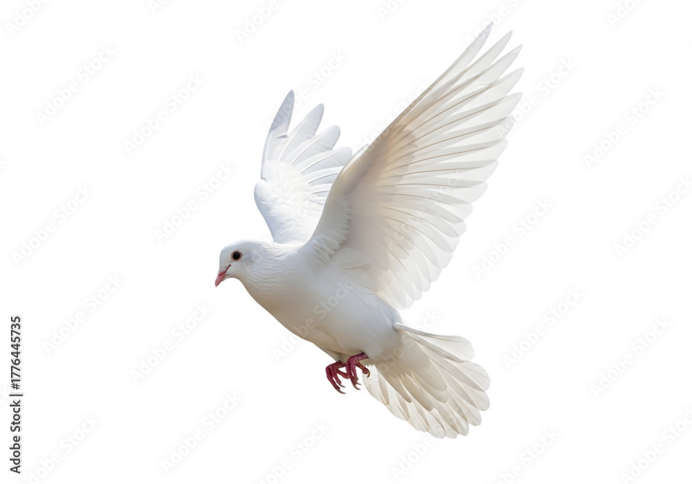Obraz premium Isolated white Dove flying , white dove in flight 