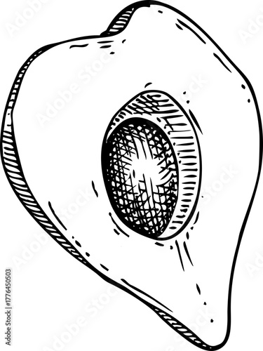 Lucuma - tropical plant sketches set. Exotic fruit hand drawn vector illustration. NOT AI generated