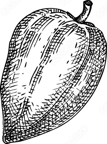 Lucuma - tropical plant sketches set. Exotic fruit hand drawn vector illustration. NOT AI generated