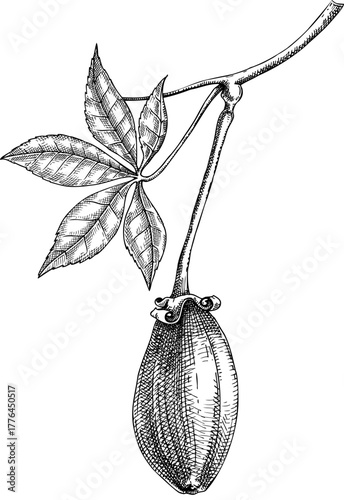 Baobab - exotic plant sketch.  Exotic fruit hand drawn vector illustration. African tree drawing. NOT AI generated