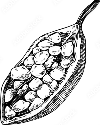 Baobab - exotic plant sketch.  Exotic fruit hand drawn vector illustration. African tree drawing. NOT AI generated