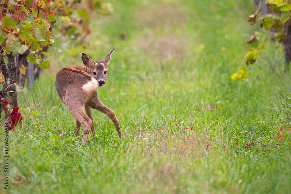 Fototapeta premium a young roe deer standing in a meadow