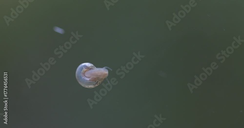 A young spotted aquarium snail slowly crawls along the current. Freshwater animal macro view.