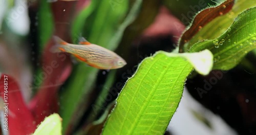 Swimming fish Galaxy Rasbora Danio margaritatus. Natural plants Echinodorus green leaves. Freshwater aquarium plants background. 