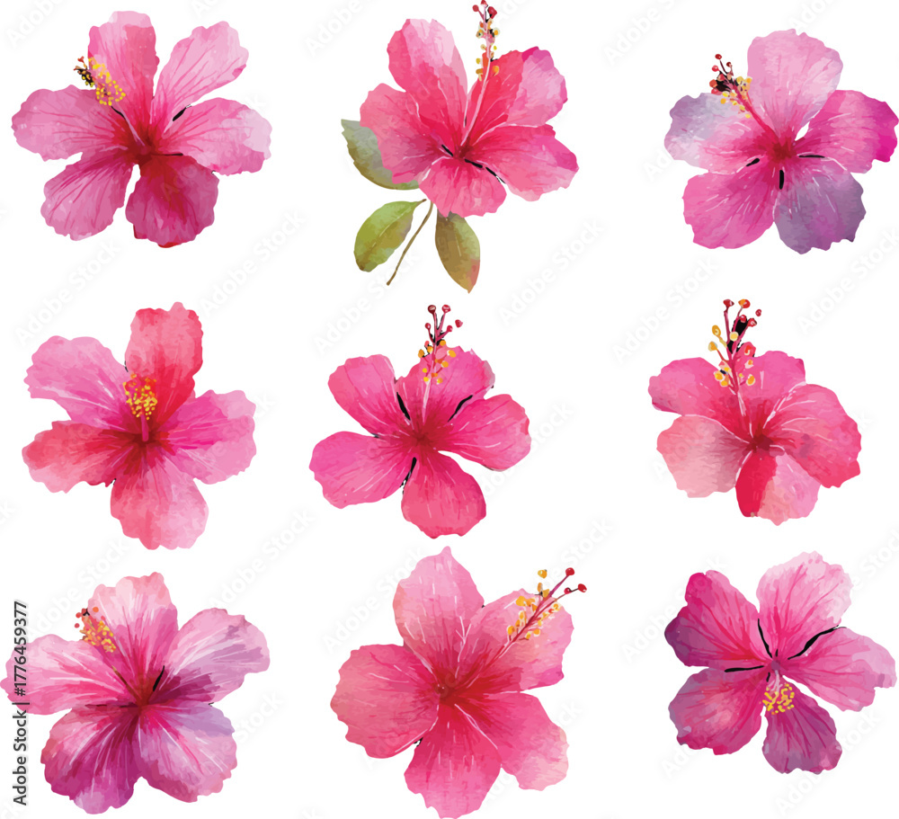 Fototapeta premium set of pink hibiscus flowers