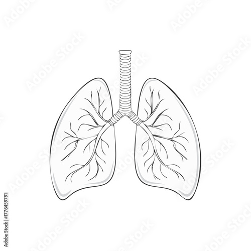 Human Lungs Anatomical Drawing: Respiratory System Illustration, Pulmonary Organ Anatomy