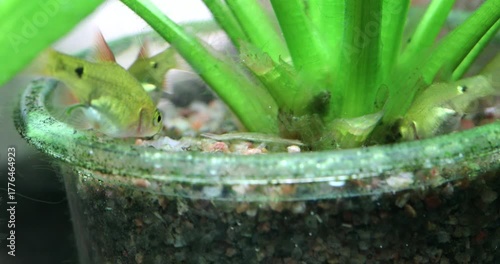 Freshwater aquarium fish Barb Pethia Conchonius, an Amano shrimp swim near the roots of an aquarium plant, Echinodorus uruguayanus, in search of food and microorganisms.