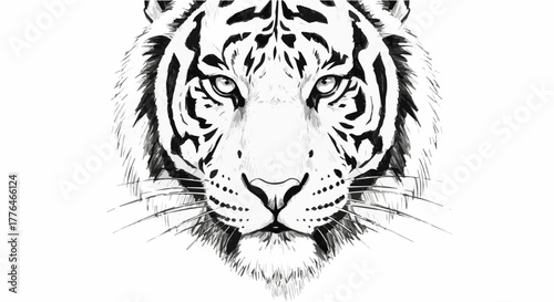 Detailed monochrome drawing of a tiger face looking forward