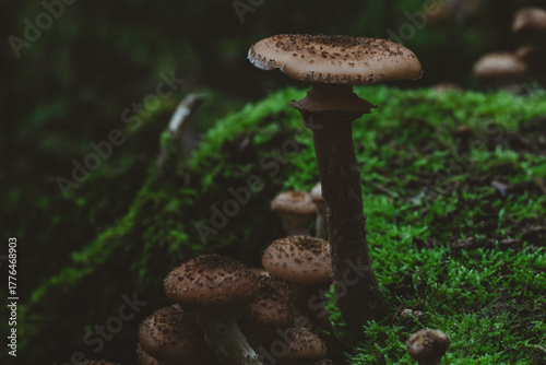 Close up brown mushrooms on lush green moss in dark forest, moody natural light, atmospheric woodland scene for foraging and mycology.