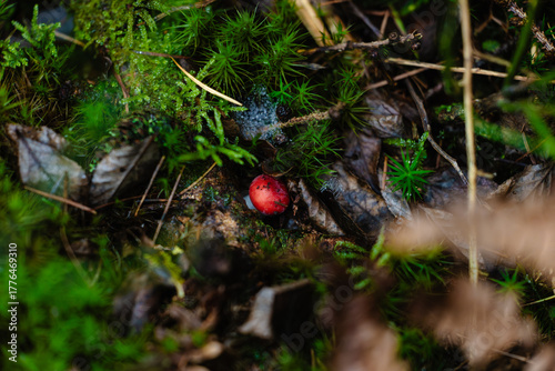 Closeup of a tiny red berry on a mossy forest floor with twigs and fallen leaves, rich green textures and a moody autumn woodland feel.