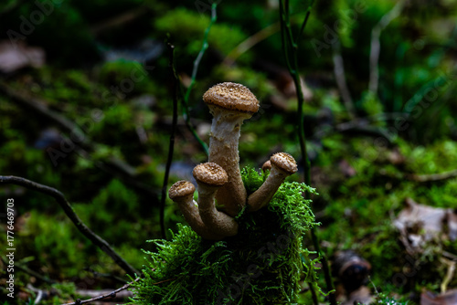 Cluster of brown mushrooms emerges from bright green moss on a shaded woodland floor, with selective focus and natural bokeh.