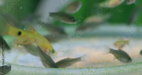 Freshwater aquarium tank fish Barb Pethia Conchonius, Danio Margaritatus eating decapsulated Artemia salina eggs. A close-up of young freshwater aquarium fish picking up food from the bottom. 