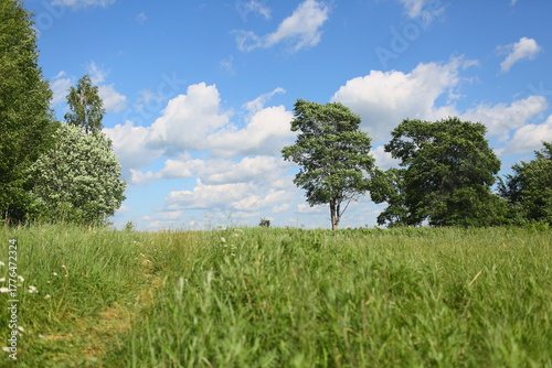 A path on a windy day with cumulus clouds on a hilly terrain with trees